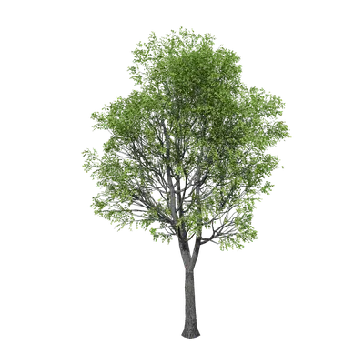 Ulmus pumila  03 3d model