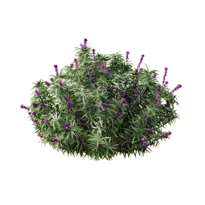 Mexican Bush Sage 07 3d model