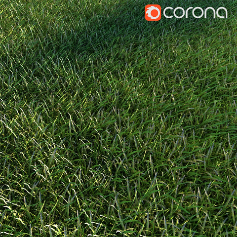 Modern Lawn
