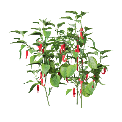 Crops Capsicum annuum 08