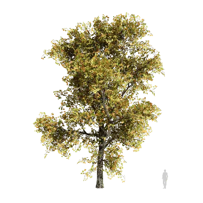 Liriodendron tulipifera 3d model