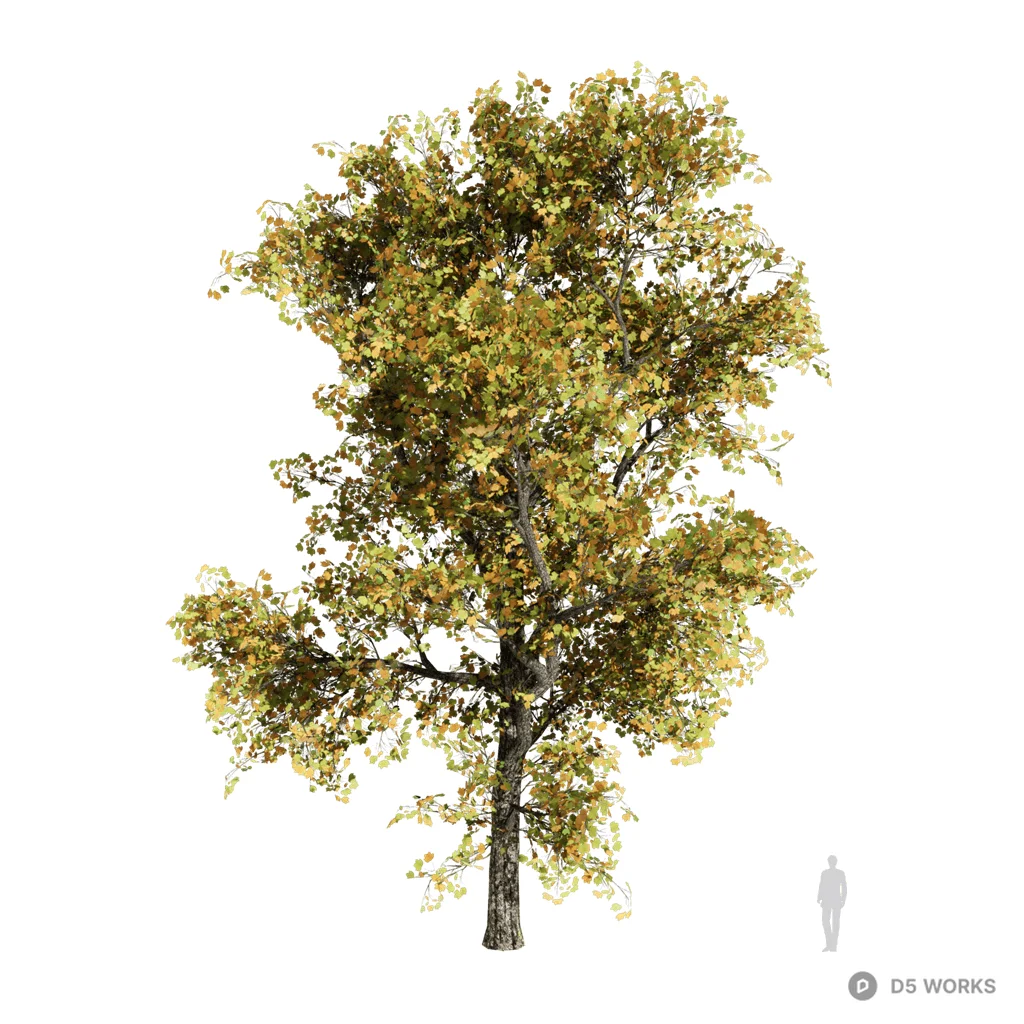 Liriodendron tulipifera 3d model - Image 1