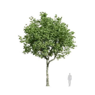 Platanus orientalis 01