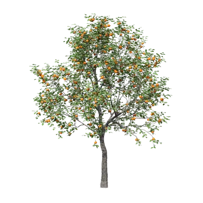 Diospyros kaki 02 3d model