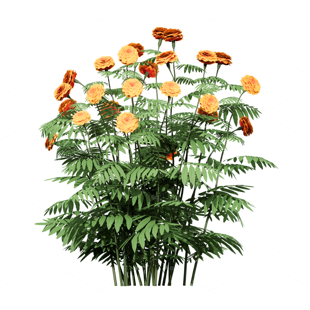 Flowers 3D Models