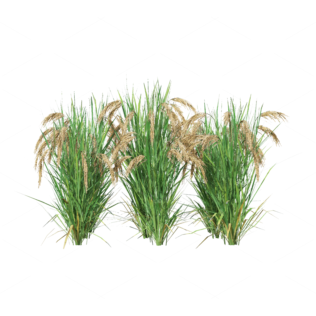 Crops 3D Models