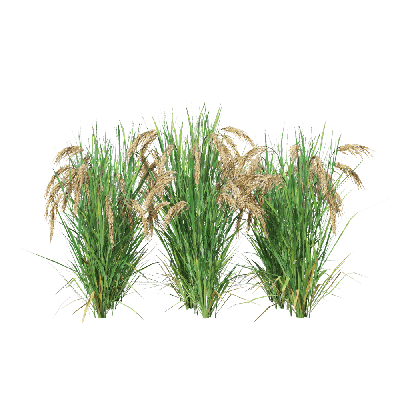 Crops Oryza sativa 09