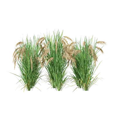 Oryza sativa 09