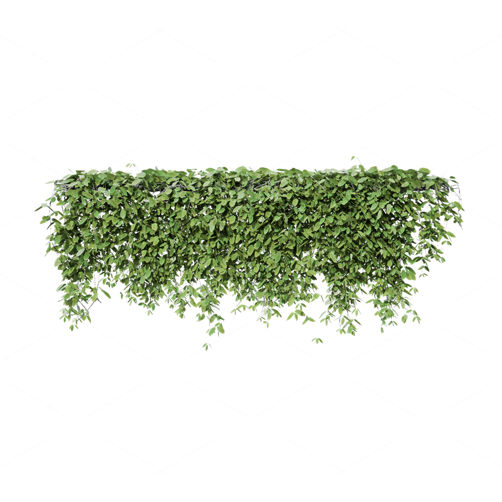 Climbing Plants 3D Models