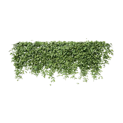 Mucuna sempervirens 04 3d model