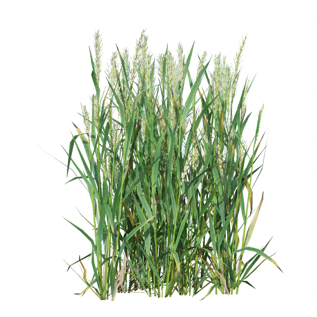 Crops 3D Models