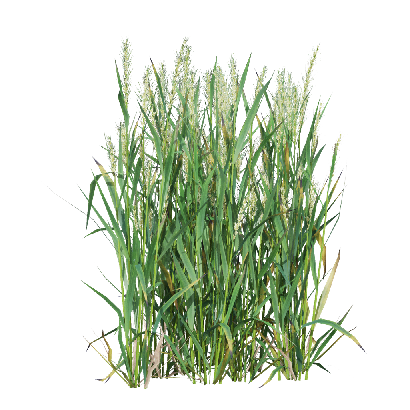 Crops Triticum 07