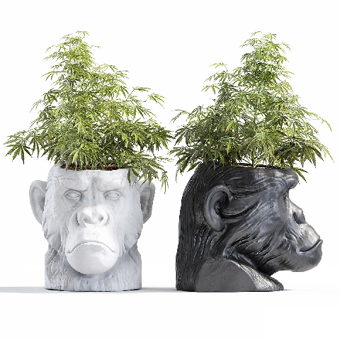 Modern Potted Plant