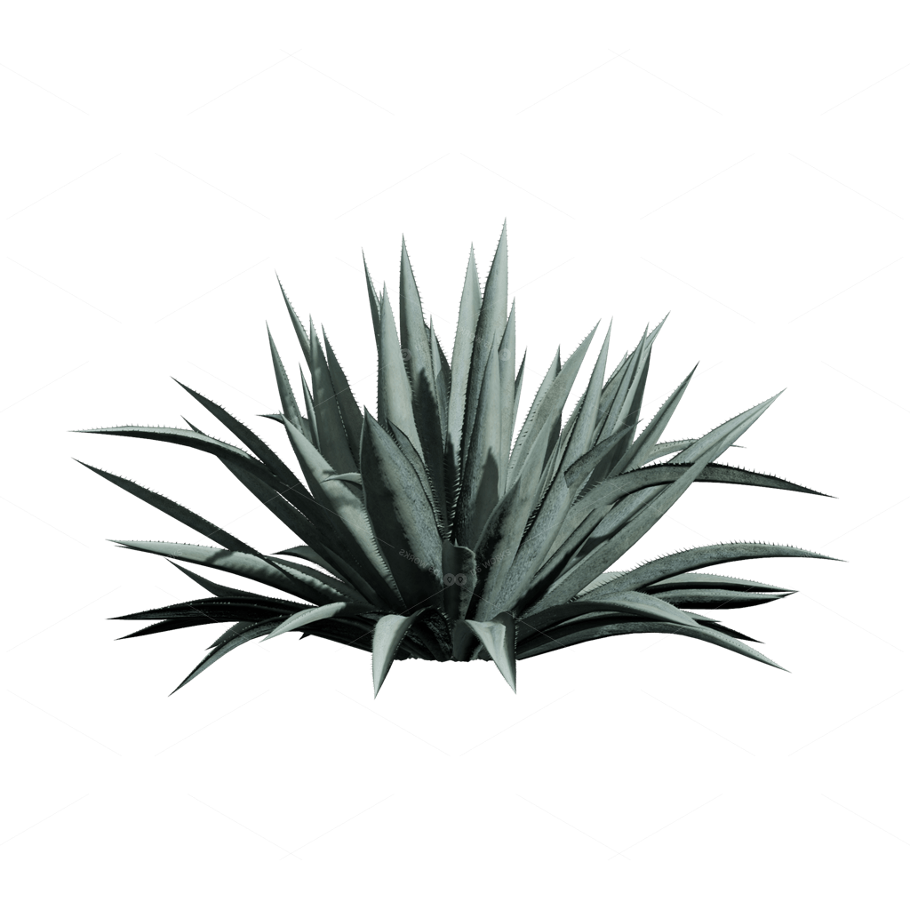 Xerophyte Plants 3D Models