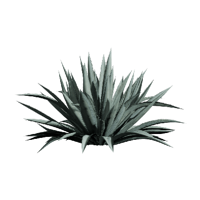 Xerophytes Agave americana 06