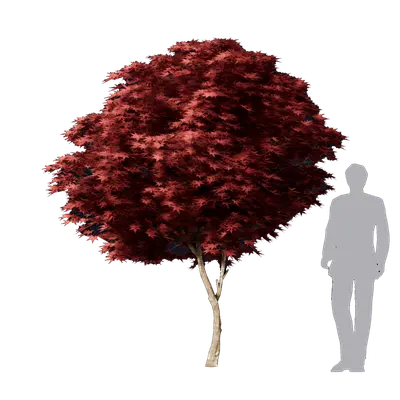 Acer palmatum Atropurpureum 02 3d model