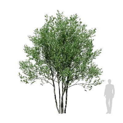 Ilex vomitoria 03 3d model