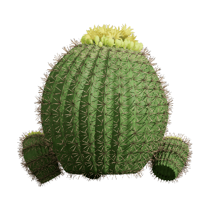 Xerophytes Echinopsis tubiflora 03
