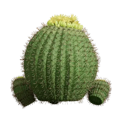 Echinopsis tubiflora 03