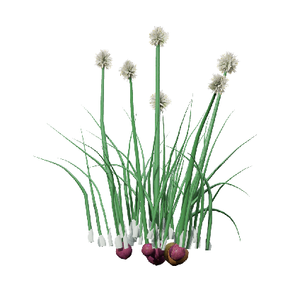 Crops Allium cepa 06