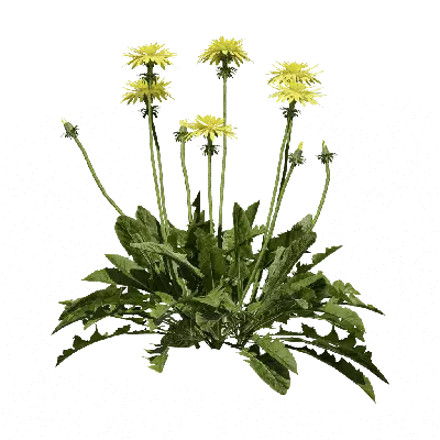Taraxacum officinale 02