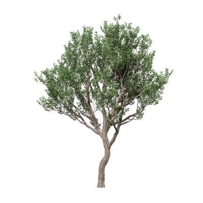 Celtis sinensis Pers 15