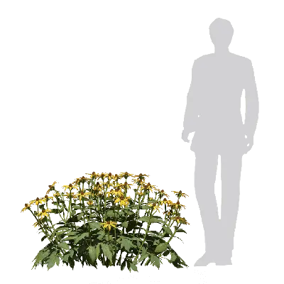 Rudbeckia laciniata Herbstsonne 05