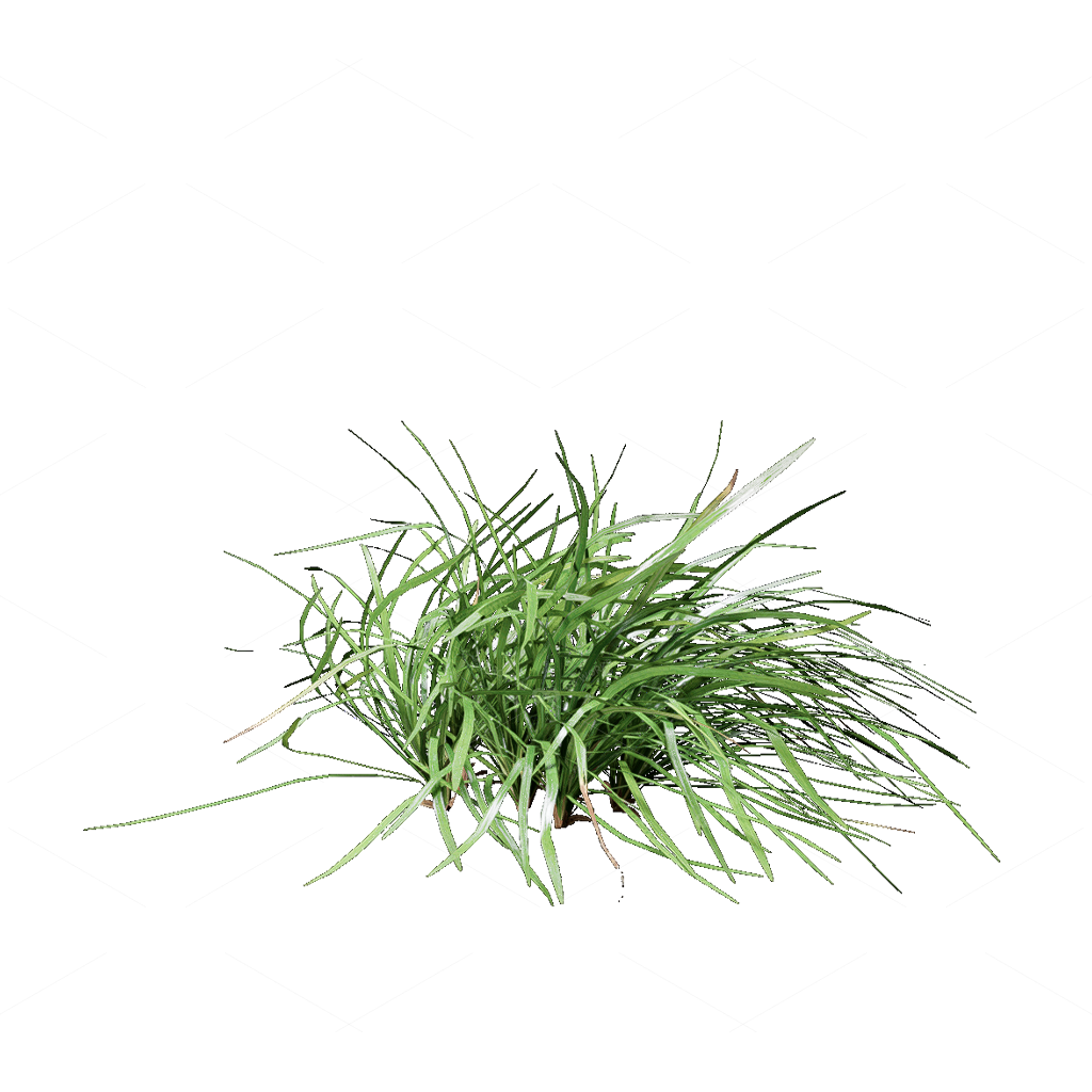 Flowers 3D Models