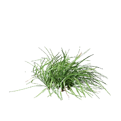 Grass Ophiopogon bodinieri 04