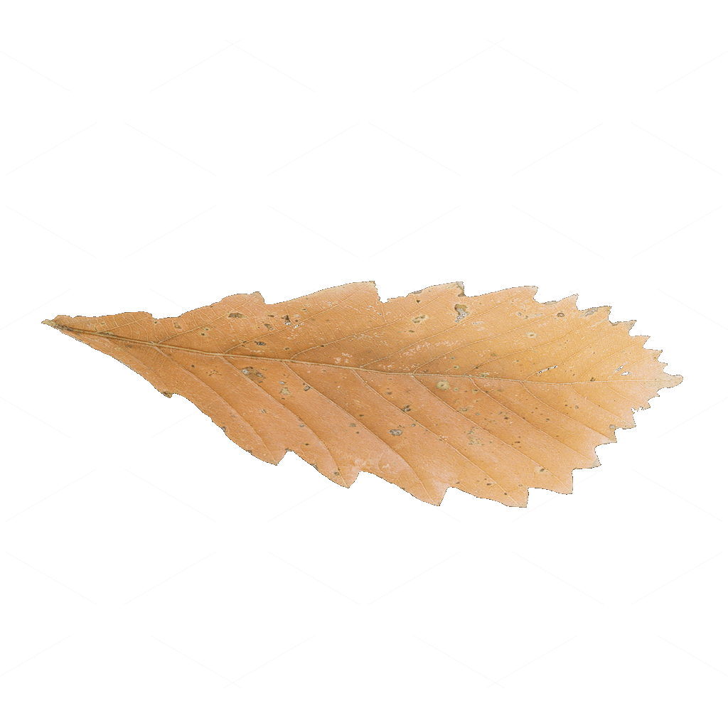 Other Botanicals 3D Models