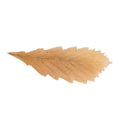 Other Plants leaf 66 