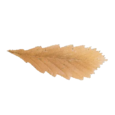 leaf 66 3d model