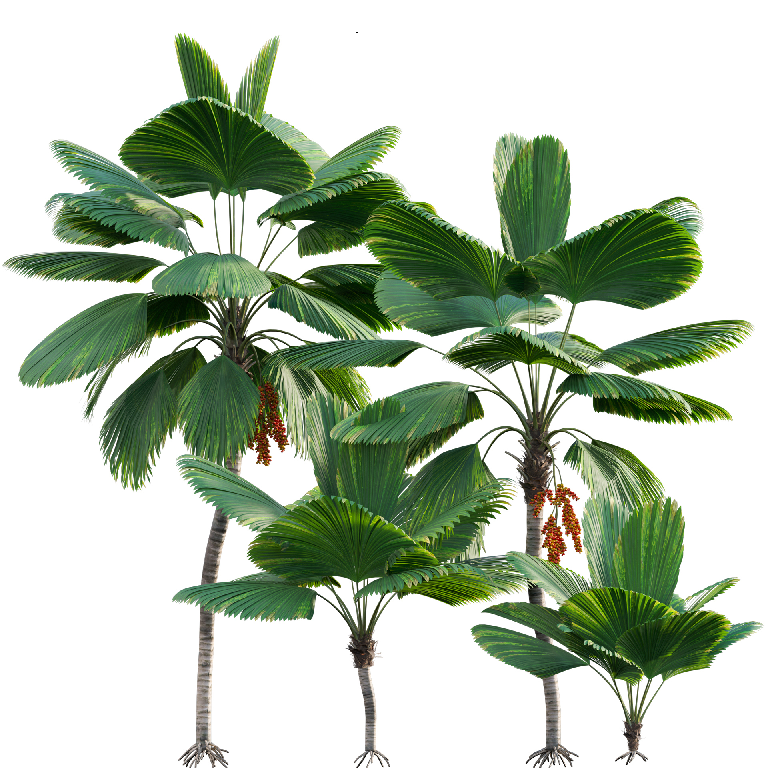 Modern Coniferous Tree