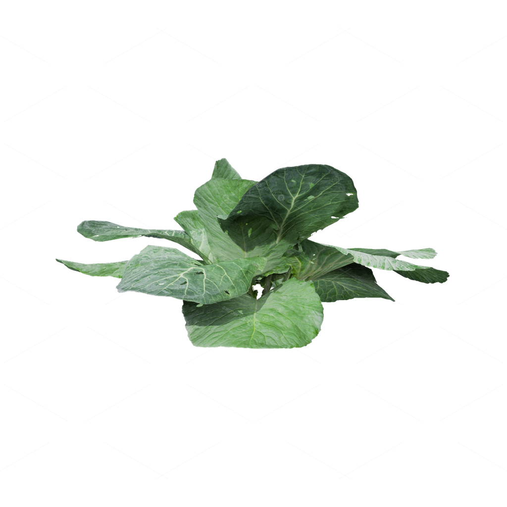 Crops 3D Models