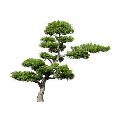 Podocarpus macrophyllus 20 3d model