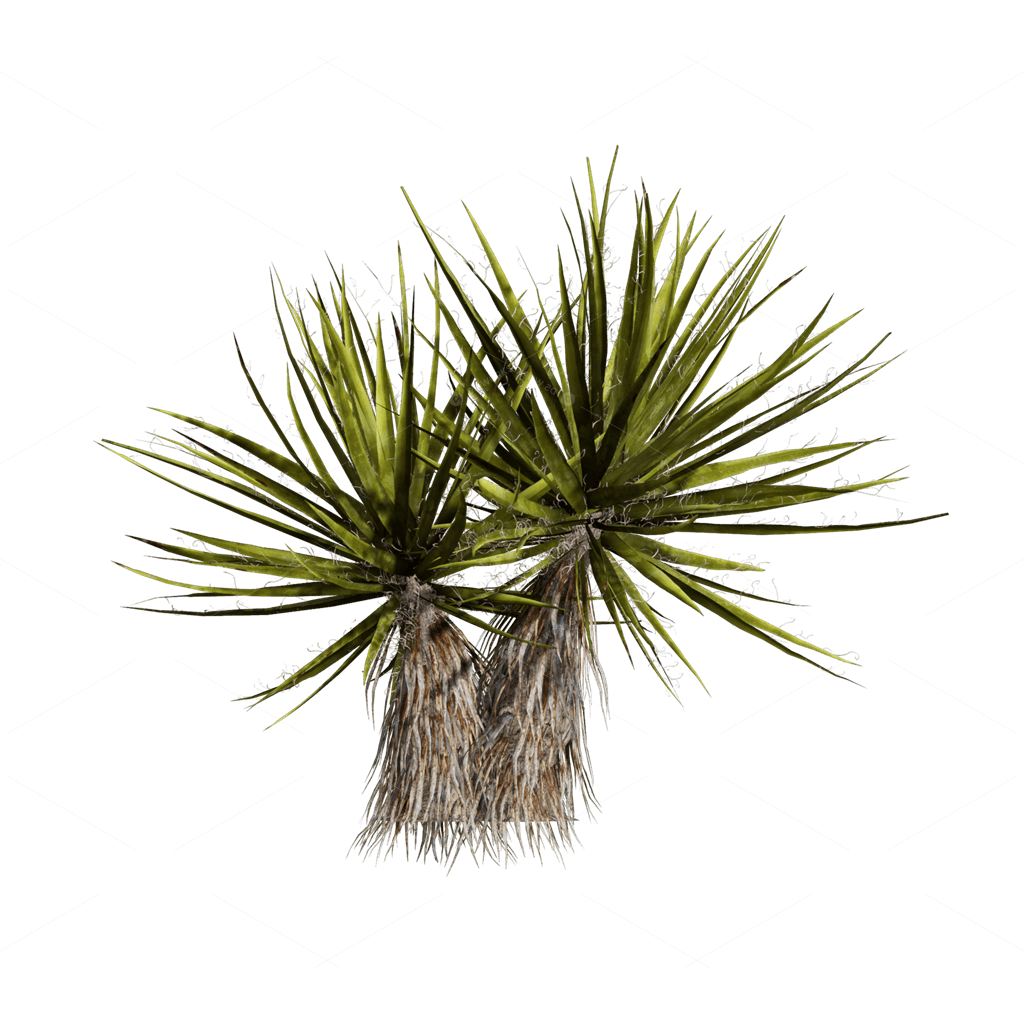 Xerophyte Plants 3D Models