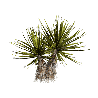 Xerophytes Yucca schidigera 05