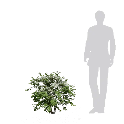 Spiraea henryi Hemsl 02