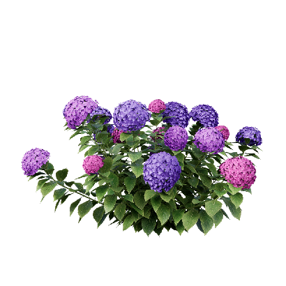 Shrub Hydrangea macrophylla 04