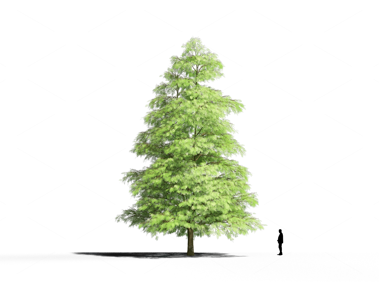 Trees 3D Models