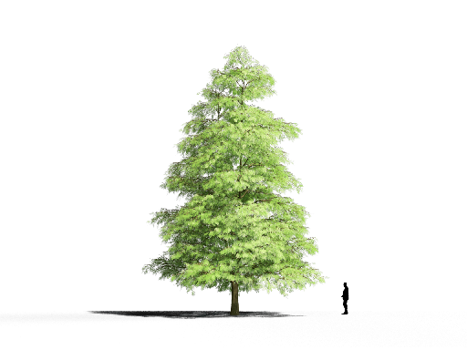 Organic Modern Coniferous Tree