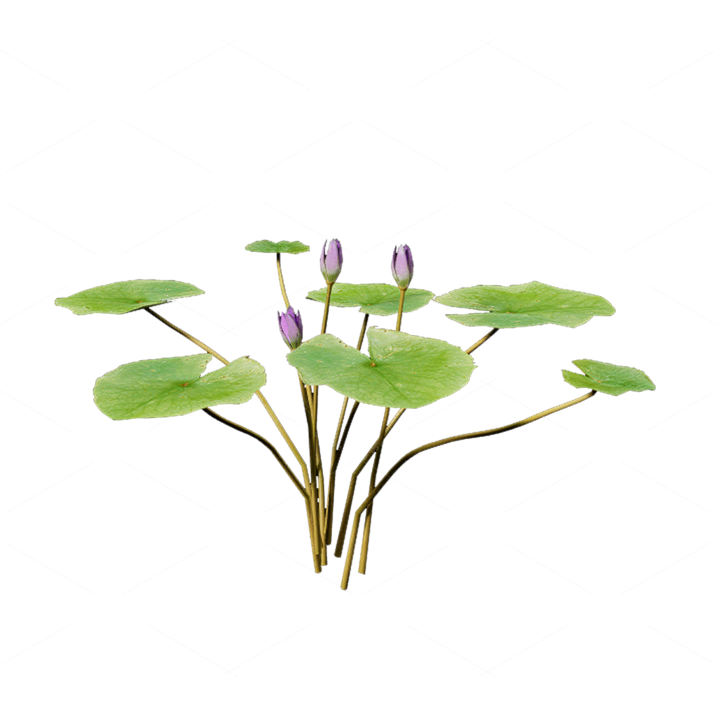 Aquatic Plants 3D Models