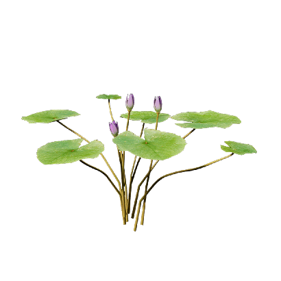 Aquatic Plants Nymphaea Purple 06