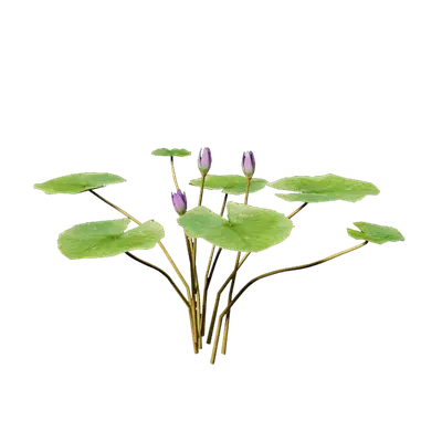 Nymphaea Purple 06