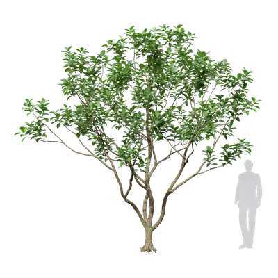 Citrus maxima 03 3d model