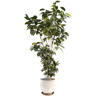 Potted Ficus Plant In Ceramic Pot 3d model