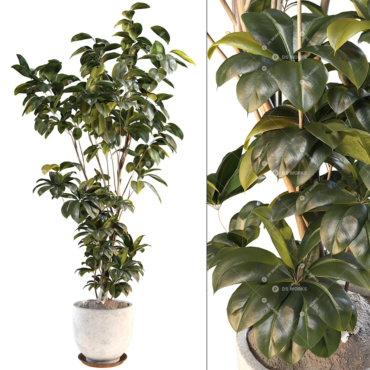 Potted Ficus Plant In Ceramic Pot 3d model thumbnail 2