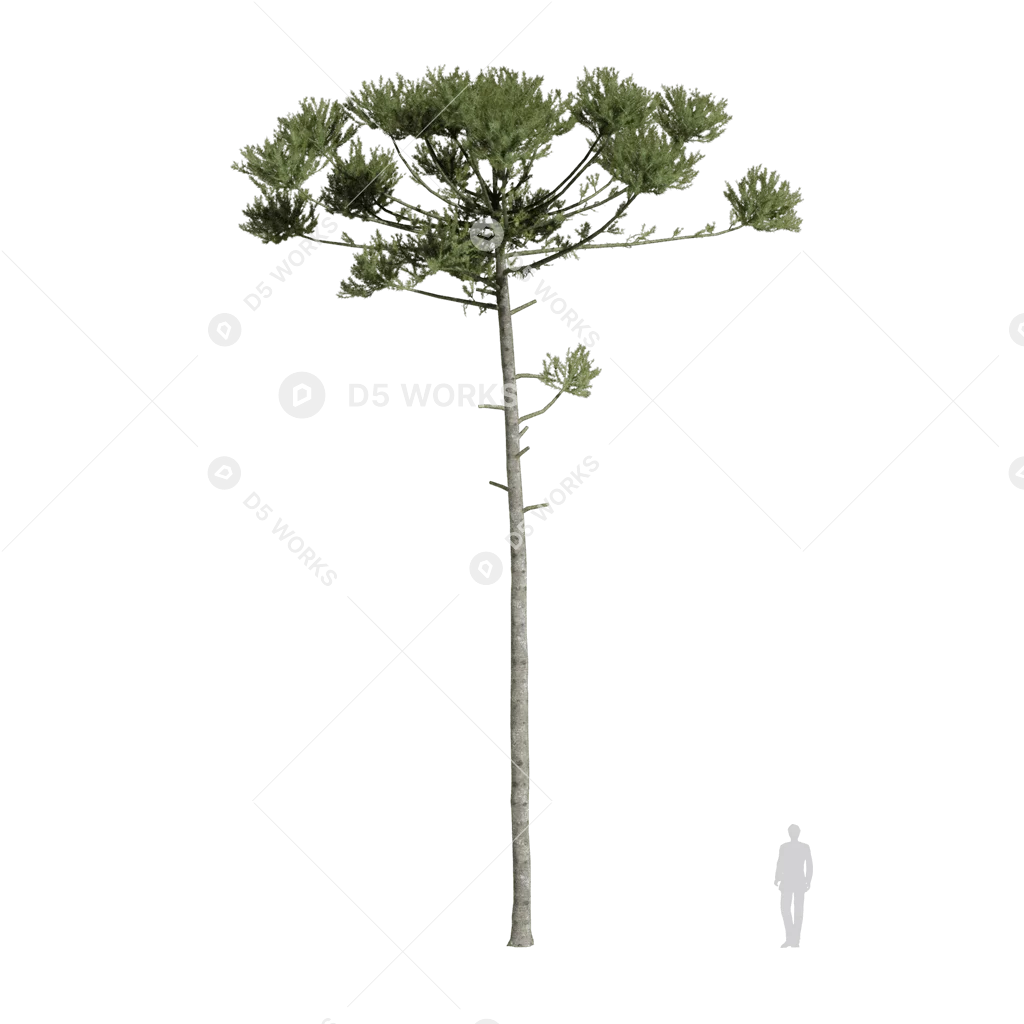 Aurelua Tree Araucaria angustifolia