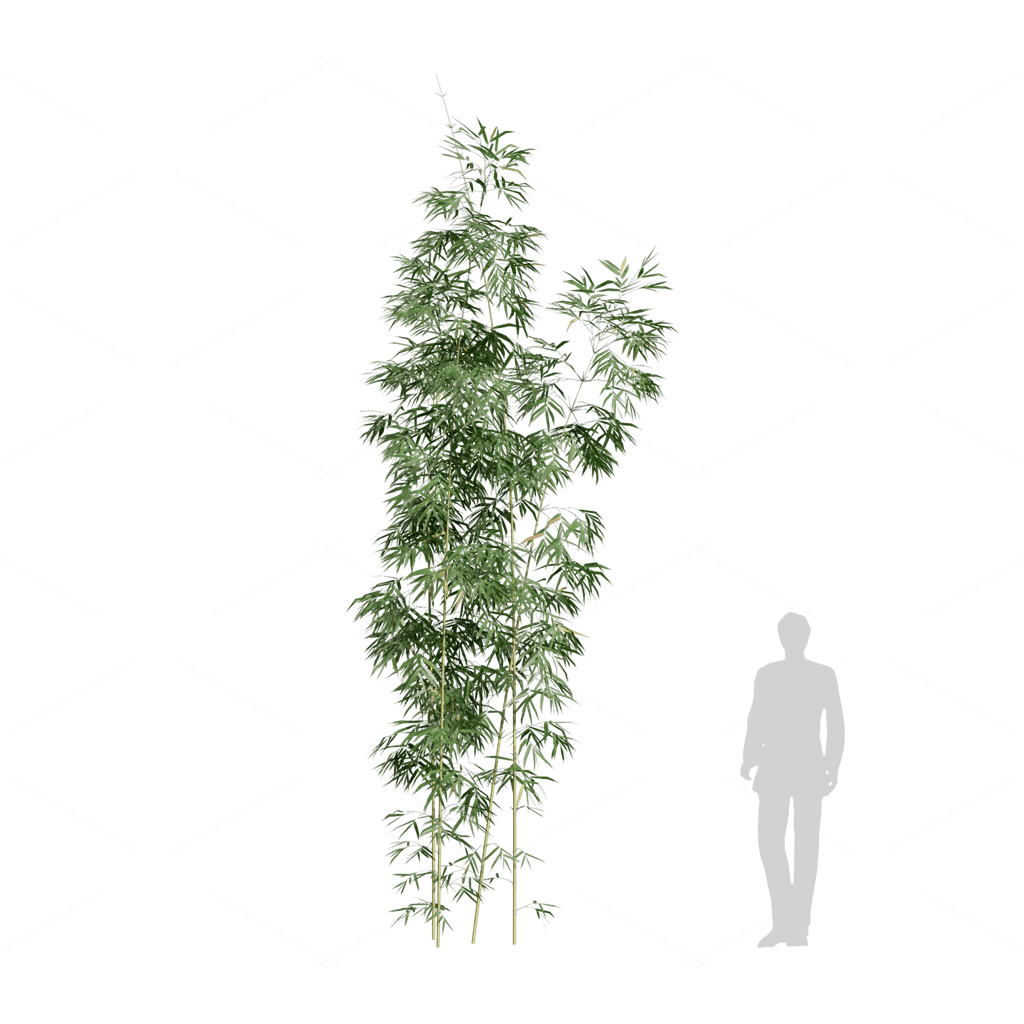 Other Botanicals 3D Models