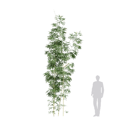 Bamboo Bambusa multiplex fernleaf 09